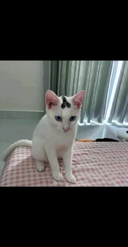 了吧急成看 #咪咪