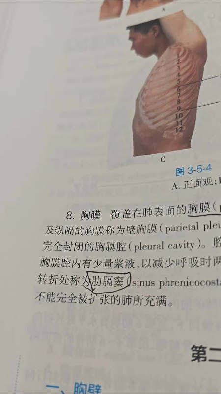 我肋膈窦