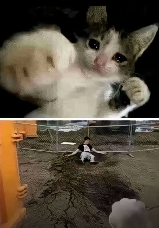 一拳锤出二里地 #萌宠 #猫