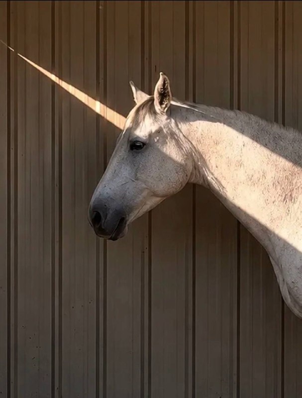 一只独角兽￼￼